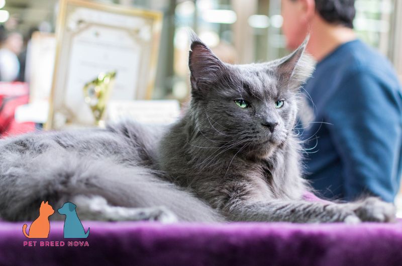 A majestic grey Maine Coon cat resting calmly with an alert expression, showcasing the typical maine coon personality and temperament.
