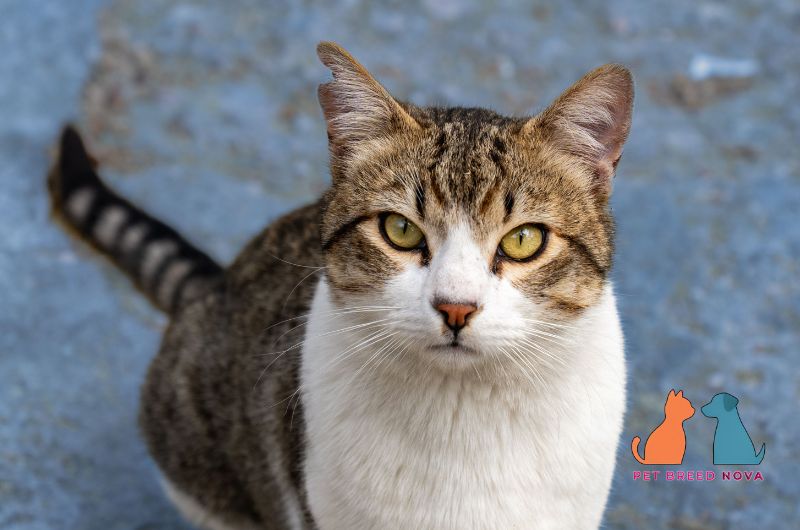 A tabby and white European Shorthair cat with a clipped ear sitting outdoors, representing the origin and history of the european shorthair.