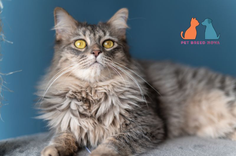A long-haired Maine Coon cat with bright yellow eyes looking up, showcasing its physical appearance and breed characteristics.