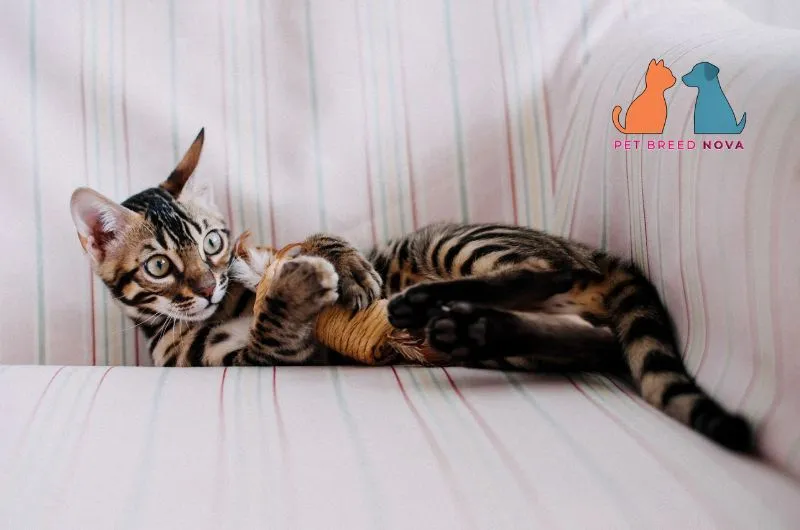 A playful Bengal kitten lying on a striped sofa with a toy, illustrating the pros and cons of owning a bengal cat.