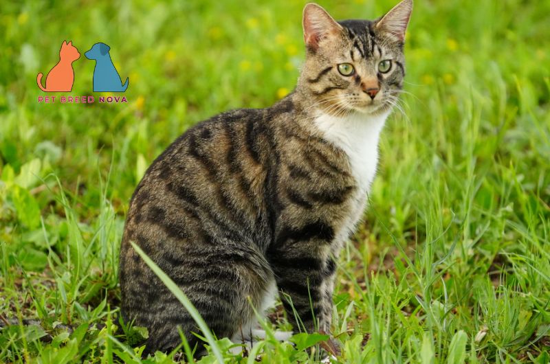 A tabby and white European Shorthair cat sitting in the green grass, representing the pros and cons of owning a european shorthair.