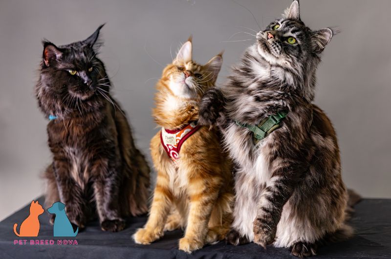 Three different colored Maine Coon cats sitting together in a studio setting, demonstrating the pros and cons of owning a maine coon cat.
