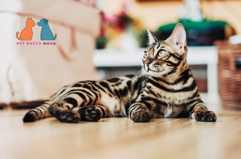 A marbled Bengal cat lying on a wooden floor indoors, providing a quick bengal cat breed overview.