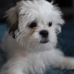 A fluffy white and grey Shih Tzu puppy lying on a blue rug, representing the shih tzu breed.