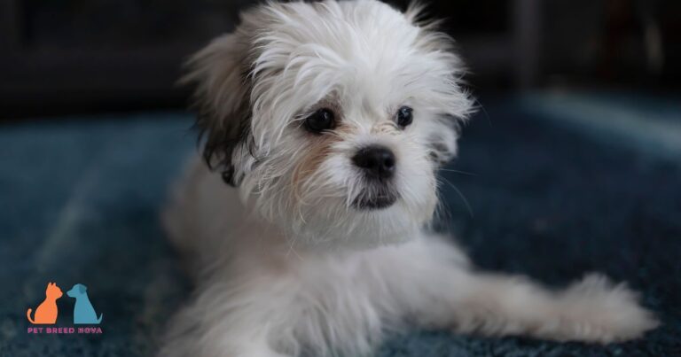 A fluffy white and grey Shih Tzu puppy lying on a blue rug, representing the shih tzu breed.
