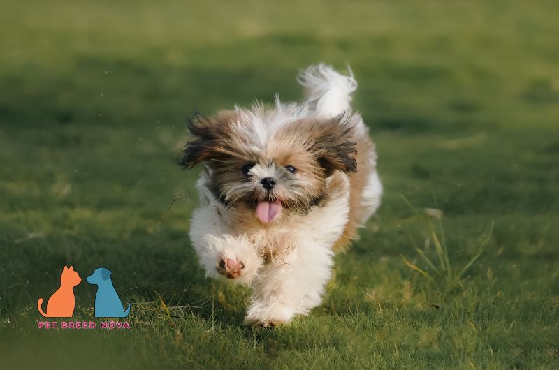 A fluffy white and brown Shih Tzu running playfully on green grass, showing shih tzu appearance and physical characteristics.