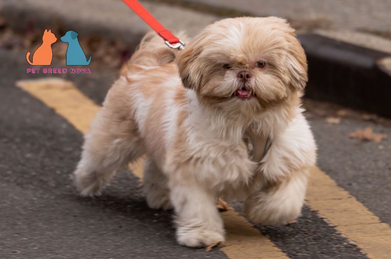 A fluffy cream and white Shih Tzu dog walking on a leash, illustrating a shih tzu care guide daily and long term needs.