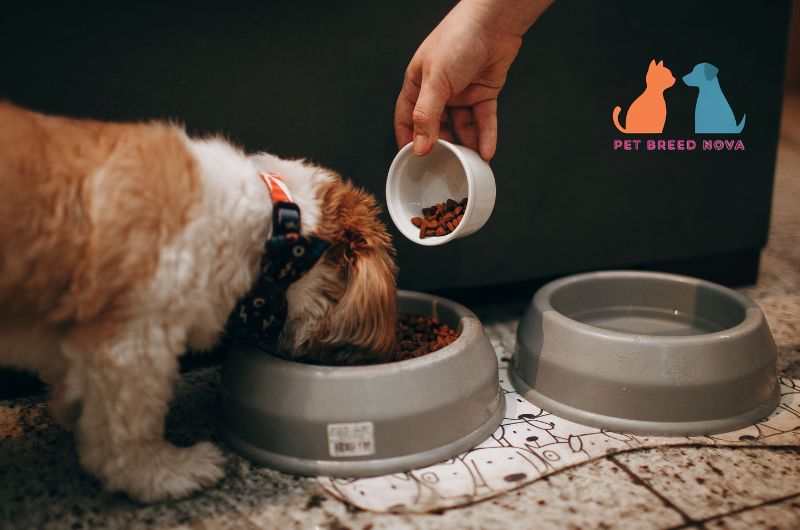 A person feeding dry kibble to a Shih Tzu dog, illustrating shih tzu diet and nutrition requirements.