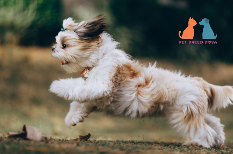 A playful Shih Tzu puppy running and jumping outdoors, illustrating shih tzu exercise requirements and daily activity.