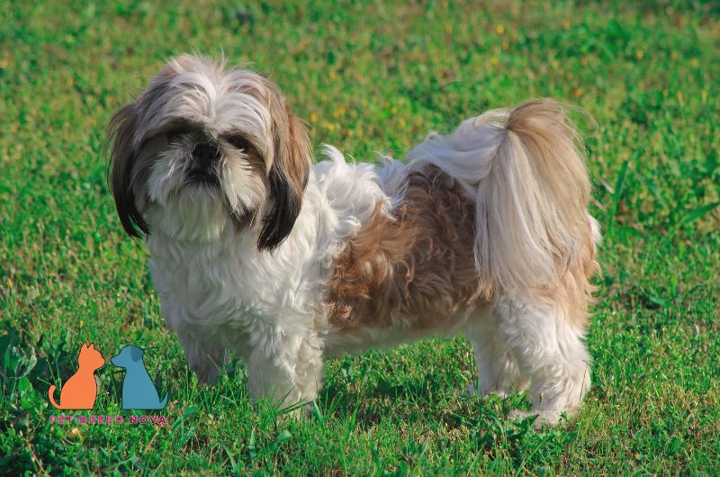 A full body side view of a fluffy tricolor Shih Tzu dog standing on grass, displaying shih tzu facial features and body structure.