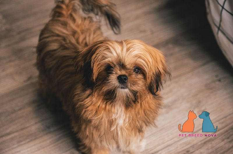 A long-haired golden brown Shih Tzu dog standing on a wooden floor, highlighting a shih tzu grooming and shedding guide.