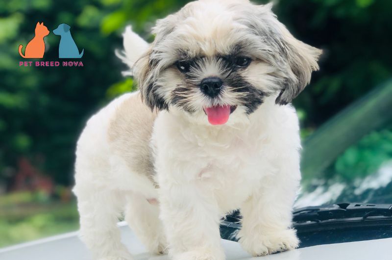 An adorable fluffy Shih Tzu puppy standing outdoors, perfect for a shih tzu puppy buying guide.