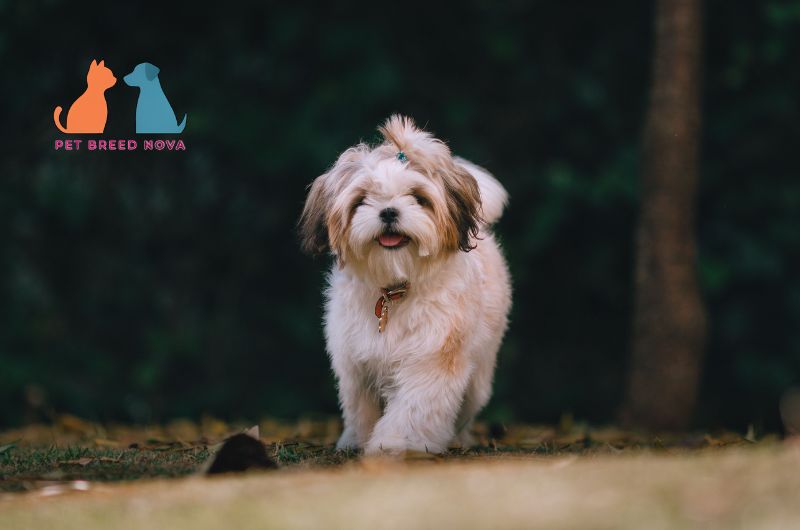 A small fluffy Shih Tzu dog with a topknot standing outdoors, illustrating shih tzu size weight and lifespan.