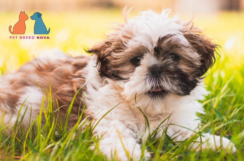 A cute fluffy Shih Tzu puppy lying on green grass, showcasing shih tzu temperament and personality.