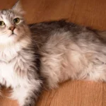 Fluffy longhair Siberian cat with green eyes resting on a wooden floor.