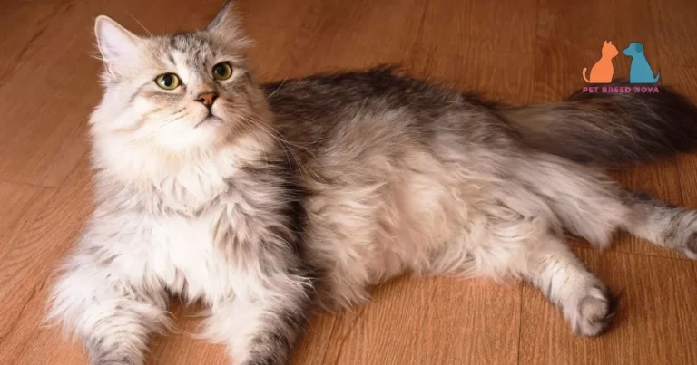 Fluffy longhair Siberian cat with green eyes resting on a wooden floor.