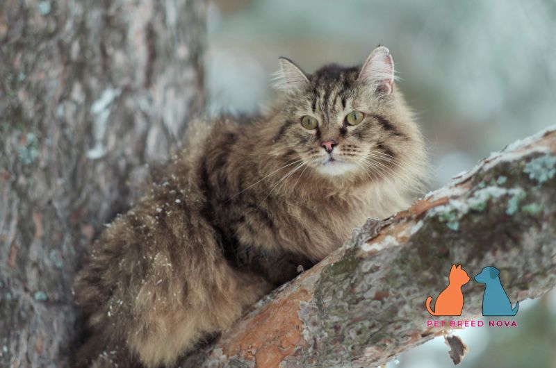Fluffy brown tabby Siberian cat sitting on a tree branch in snow showing physical appearance.