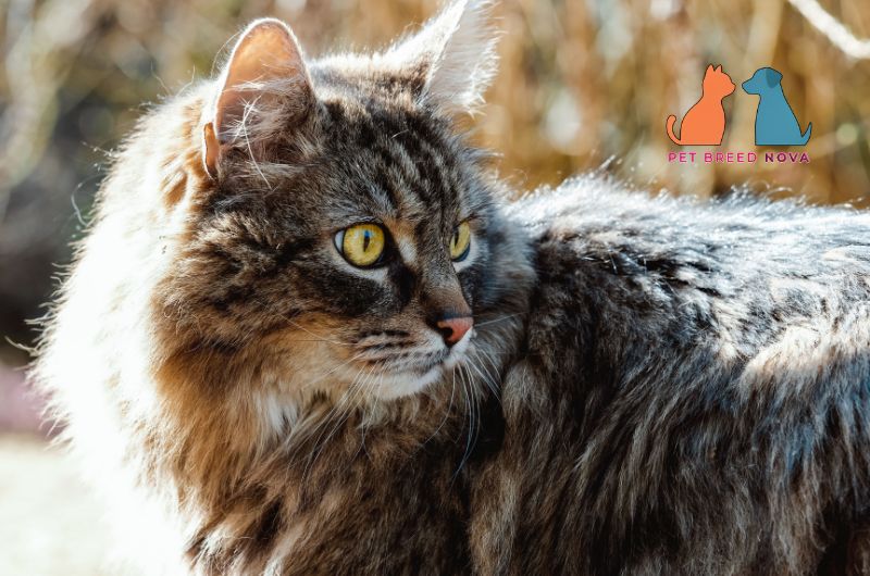 Fluffy brown tabby Siberian cat looking back over its shoulder in bright sunlight.