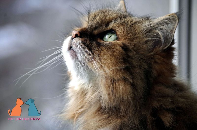 Close-up profile of a fluffy brown tabby Siberian cat looking upward near a window.
