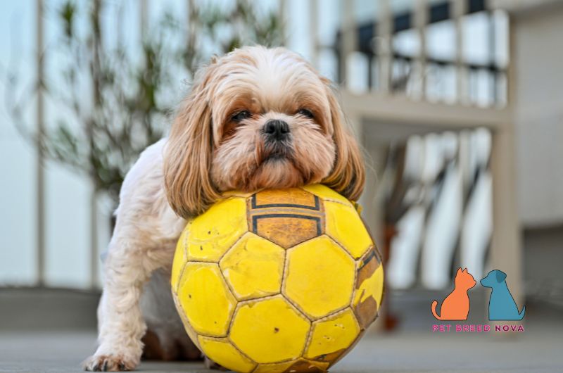 A Shih Tzu dog resting its chin on a yellow soccer ball, illustrating training and socialization tips for shih tzu dogs.